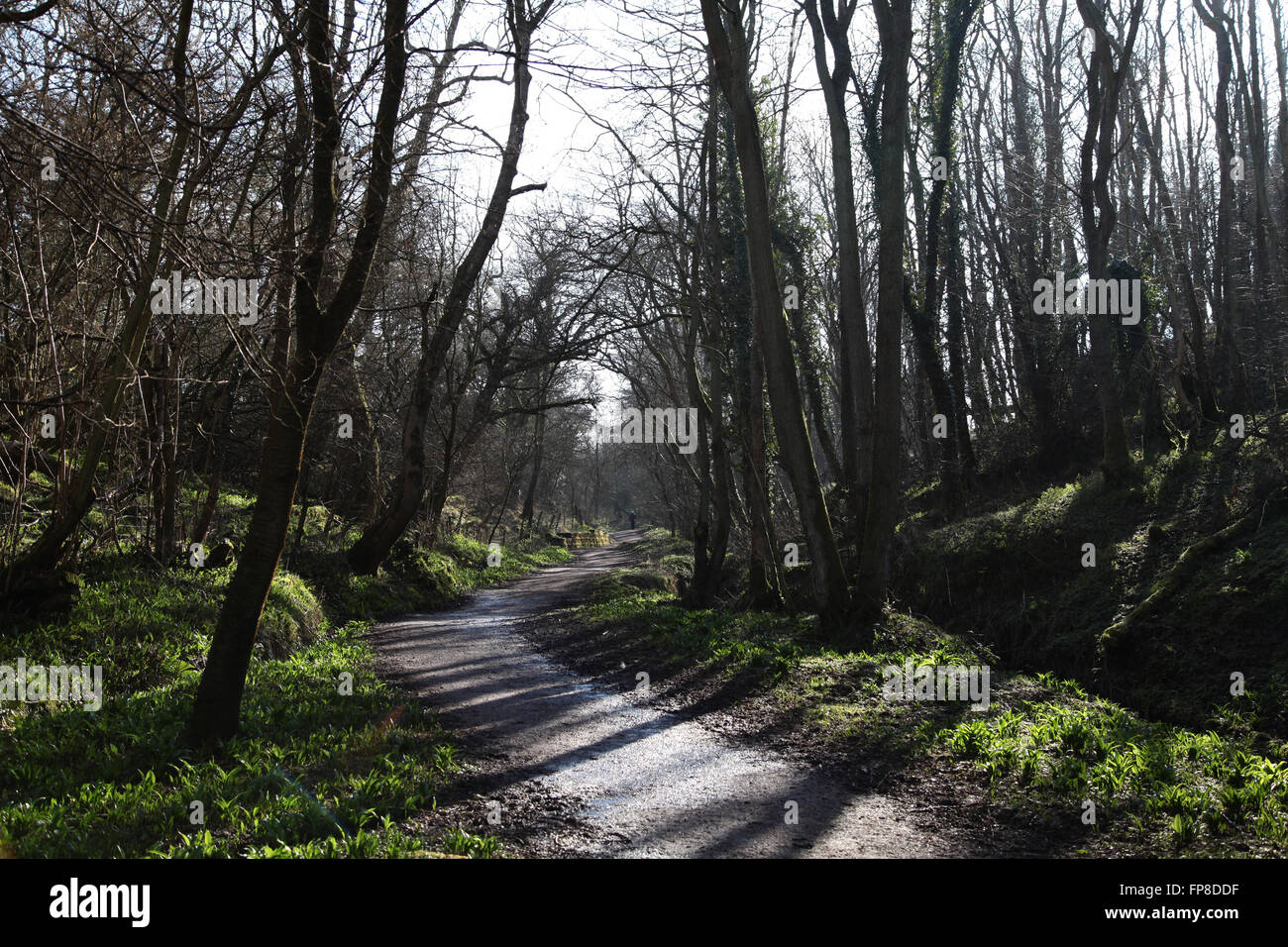 Rail Trail beck foro Goathland Foto Stock