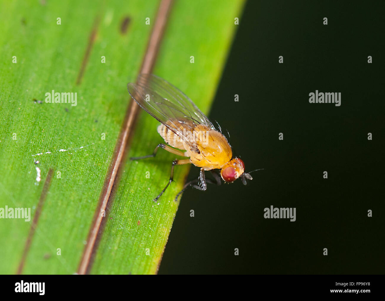 Il comune aceto Fly o Fermentare Fly (Drosophila melanogaster), Pemberton, Australia occidentale, Australia Foto Stock