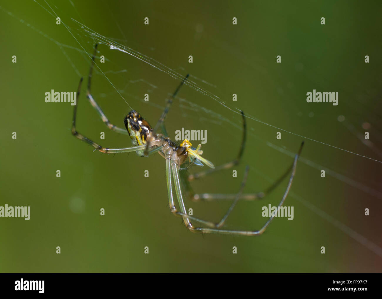 Silver Orb-spider (Leucauge granulata) con la preda, Pemberton, Australia occidentale, Australia Foto Stock