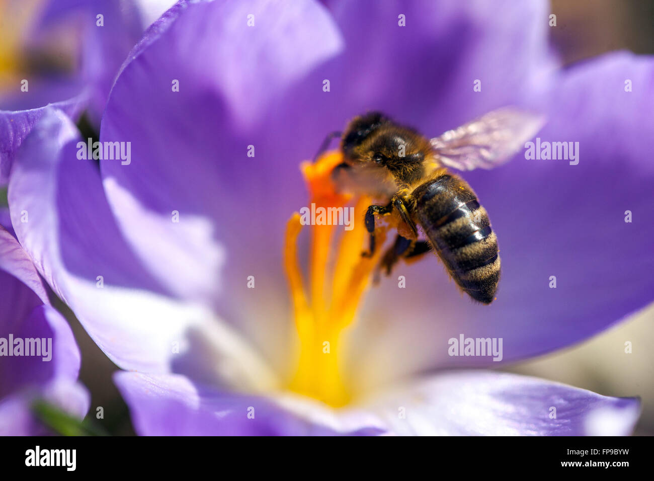 Polline di api close up fiore Crocus Foto Stock