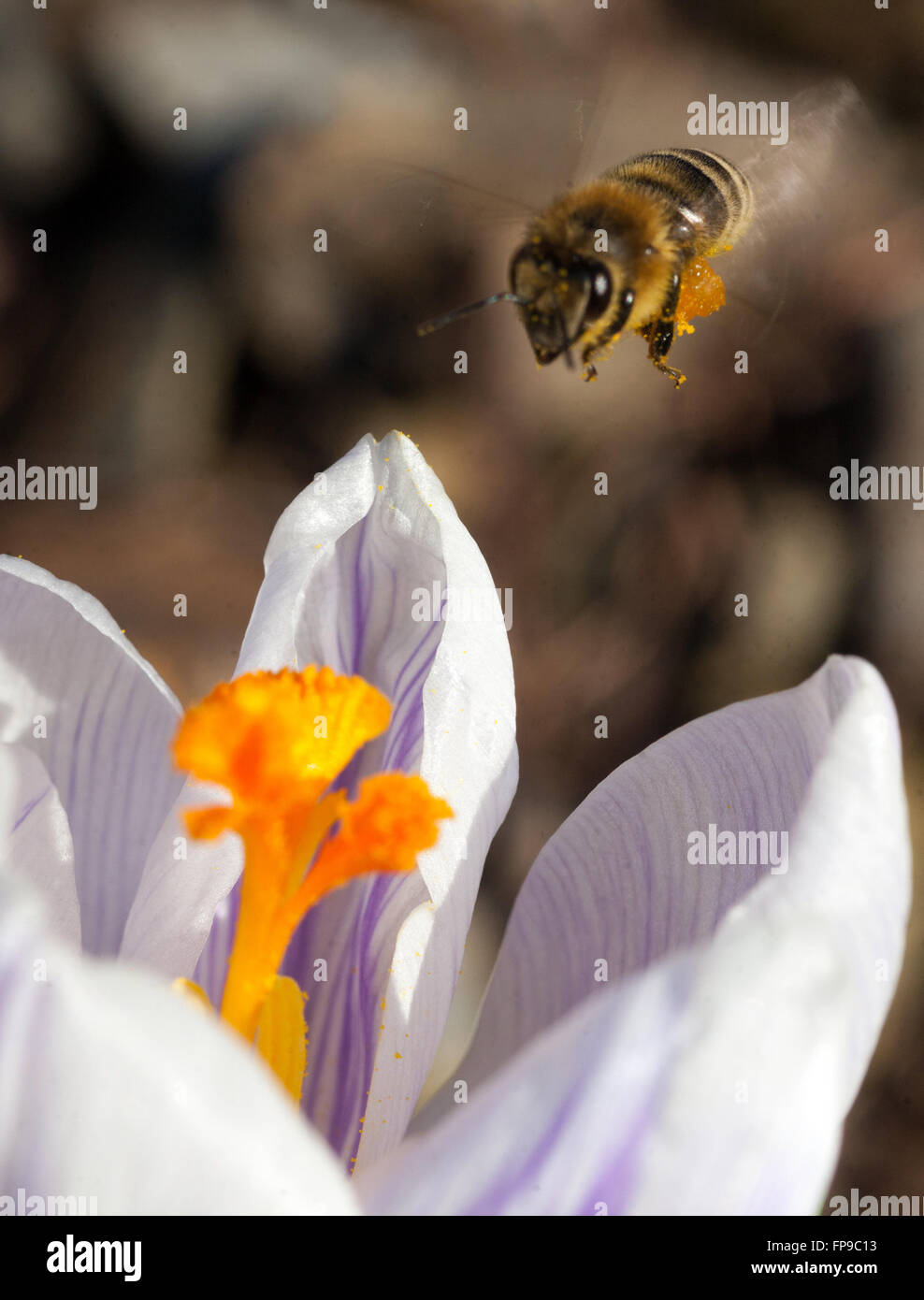 Crocus fioritura e battenti bee Foto Stock