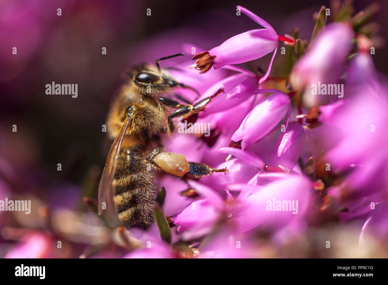 Erica carnea 'Pirbright Rose' ape miele da vicino ape su fiore Foto Stock