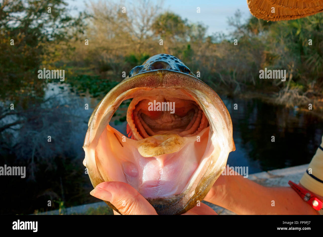 Guardando in bocca e verso il basso nella gola di un Largemouth Bass pesce che mostra la linguetta, branchie, ecc. Foto Stock