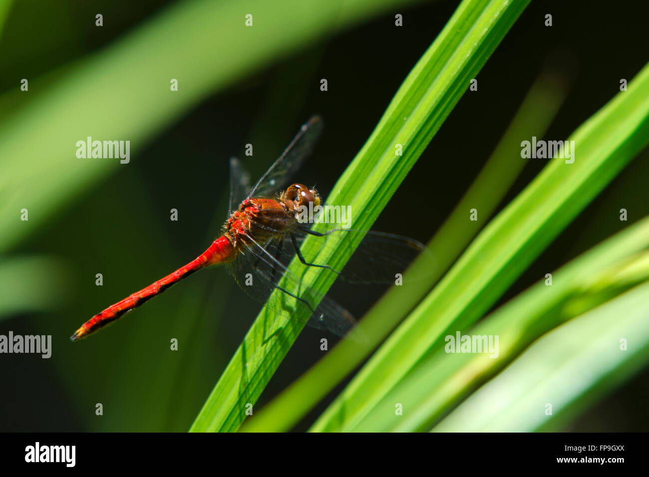 Ruby meadowhawk dragonfly (Sympetrum rubicondulum) closeup sull'erba Foto Stock