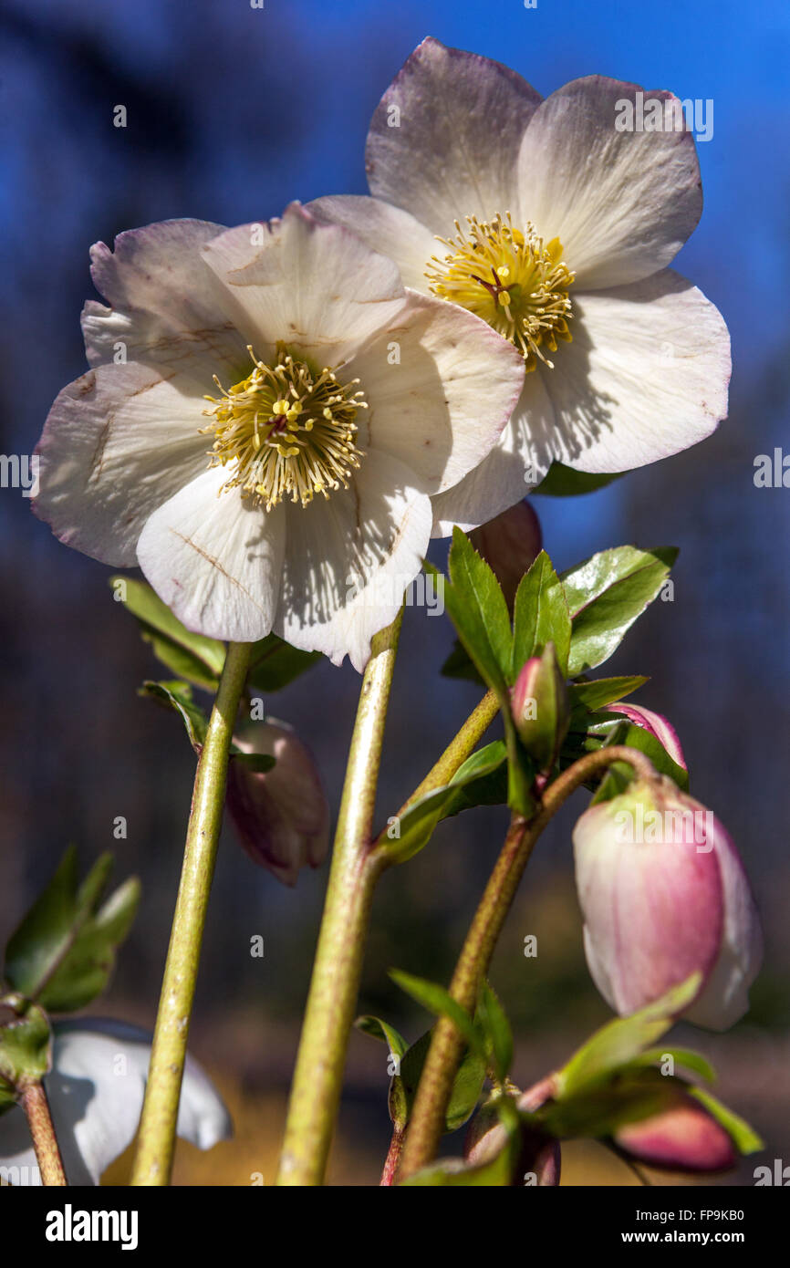 Hellebore White, Quaresima rose, Helleborus nigercors 'Marshmallow' Helleborus White Flower Garden all'inizio della primavera o alla fine dell'inverno Foto Stock