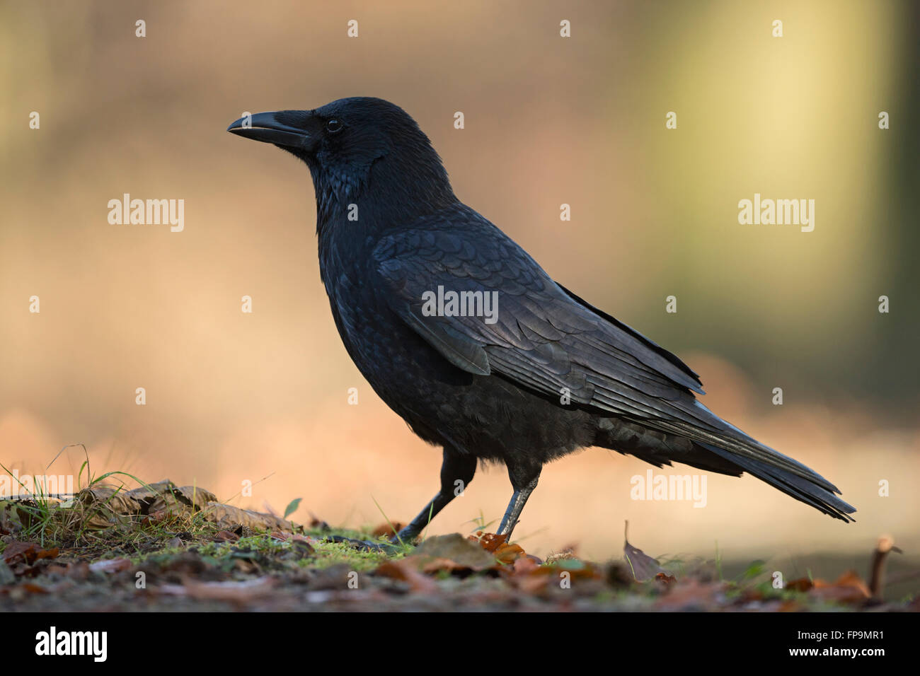 Carrion Crow ( Corvus corone ) sul terreno in autunno bello e mite colorati, circostanti presi da un basso punto di vista. Foto Stock