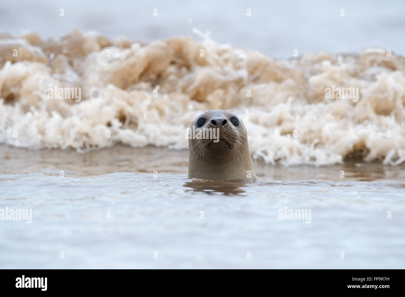 Atlantico guarnizione grigio (Halichoerus grypus) Foto Stock