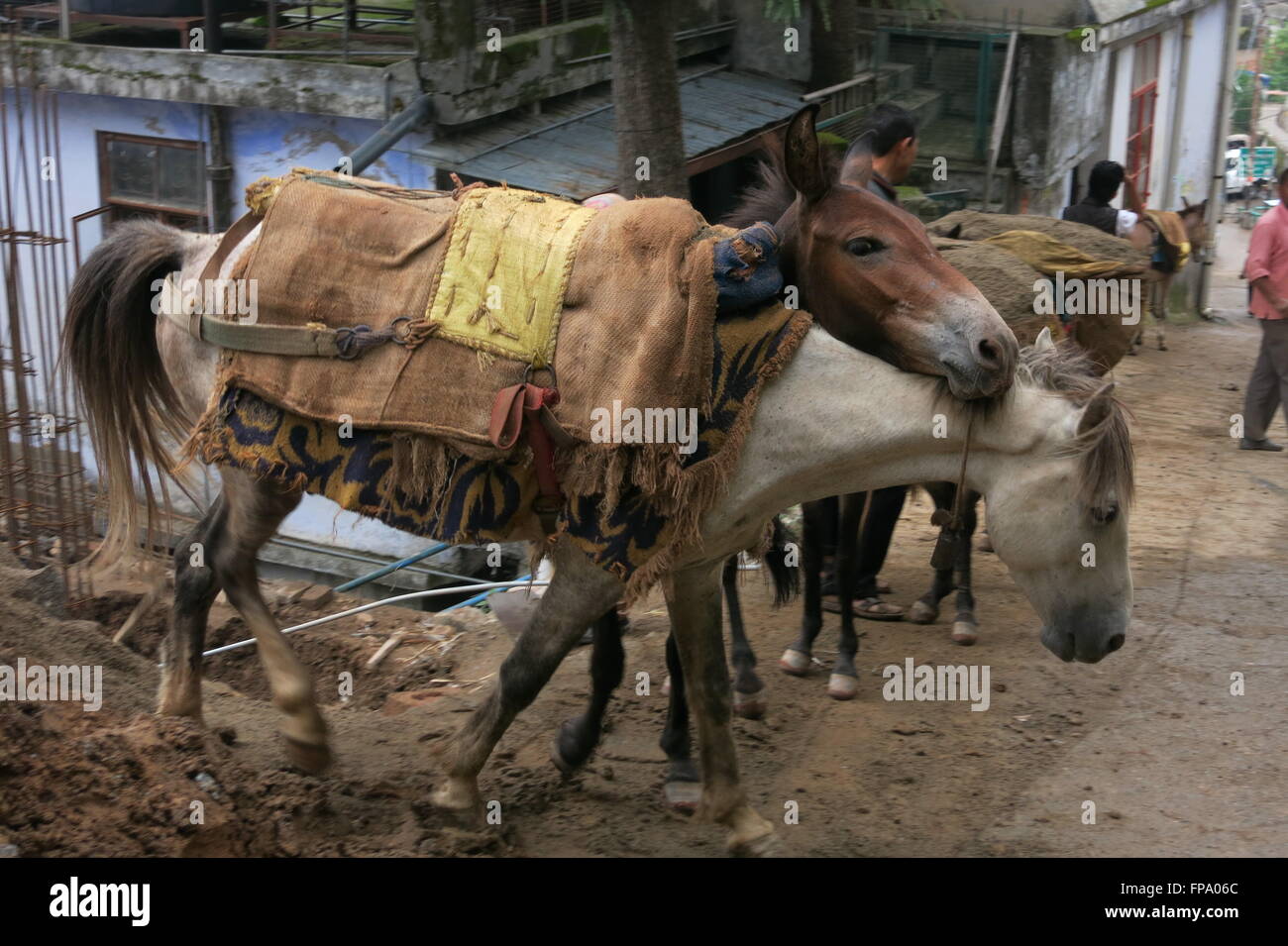 Grigio pack horse e dorso bruno asino su strada di McLeod Ganj India Foto Stock
