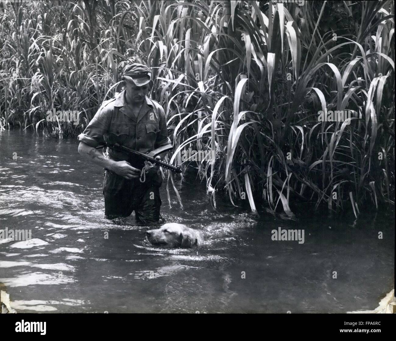 1962 - con un cane a jungle patrol in Malesia: Tpr Des Brady con 'Daks rendendo il loro modo di fiume. Egli rileva il movimento nella giungla avanti più veloce di questo compagni umani e dà l'allarme. © Keystone Pictures USA/ZUMAPRESS.com/Alamy Live News Foto Stock