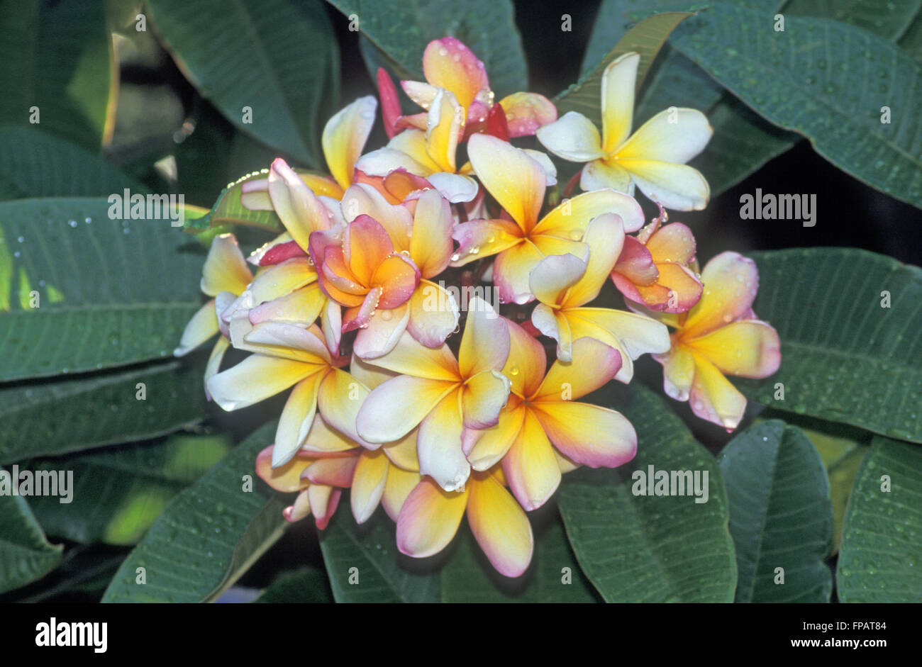 Close-up di fiori di frangipani (Plumeria) Nuovo Galles del Sud, Australia Foto Stock