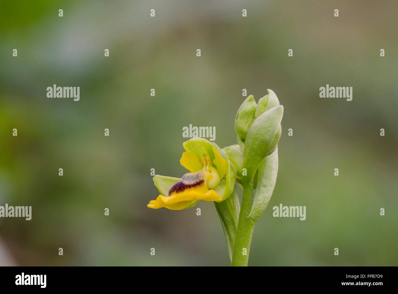 Yellow bee orchid (Ophrys lutea), orchidea selvatica in Andalusia, Spagna meridionale. Foto Stock