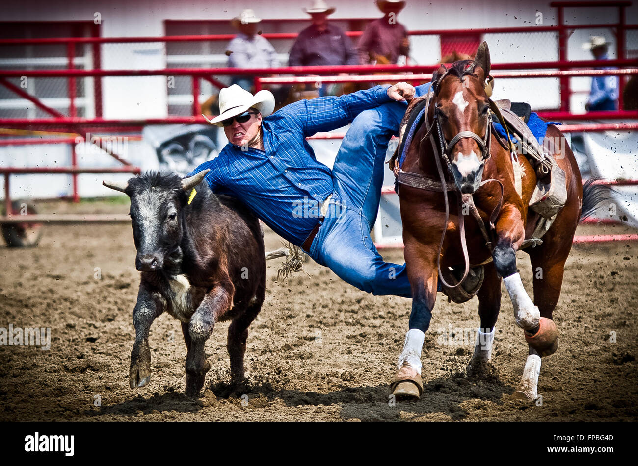Cowboy lasciando il suo cavallo per combattere un manzo. Foto Stock