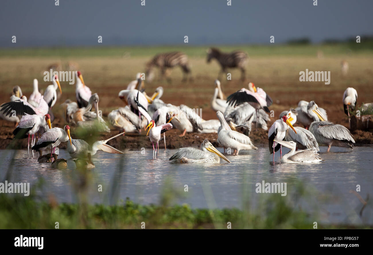 Pellicani e giallo-fatturati cicogne la condivisione di una piccola piscina con zebre e antilopi il pascolo in background Foto Stock