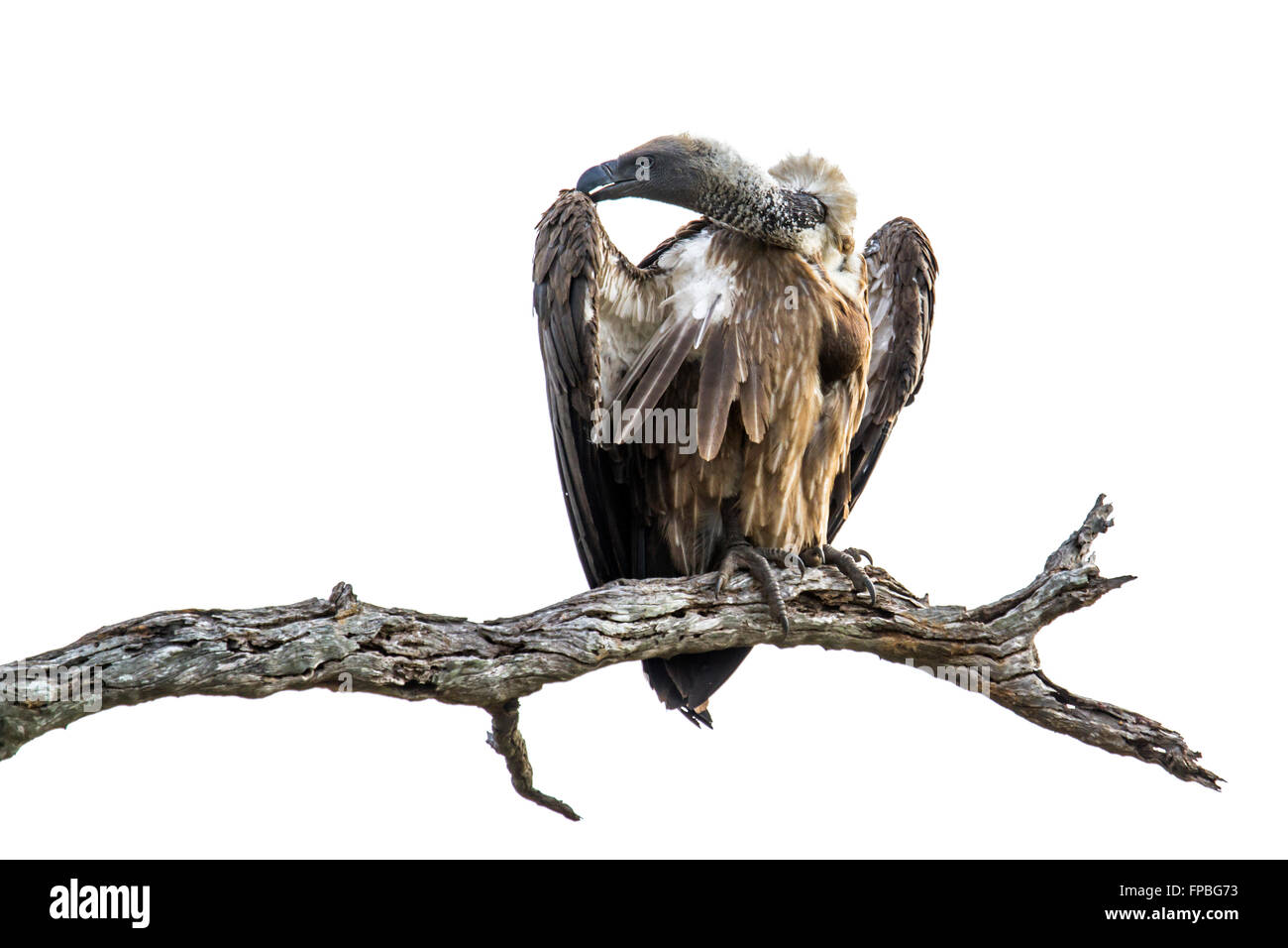 Cape vulture isolato in backgroud bianco ; Specie Gyps coprotheres famiglia di Accipitridae Foto Stock