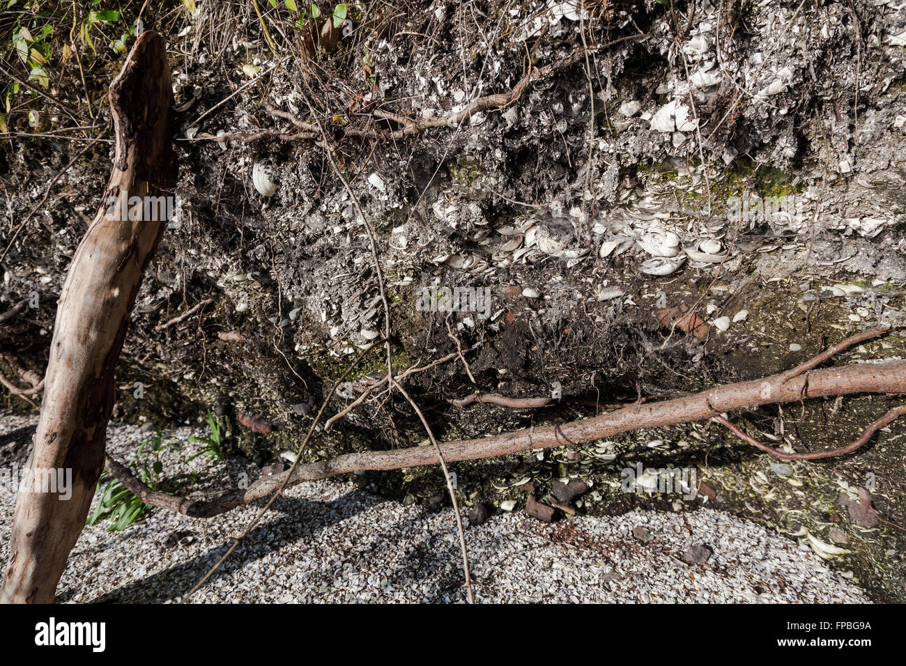 Middens Shell, creato dall'Penelakut prima nazione su Galiano Island, British Columbia Foto Stock