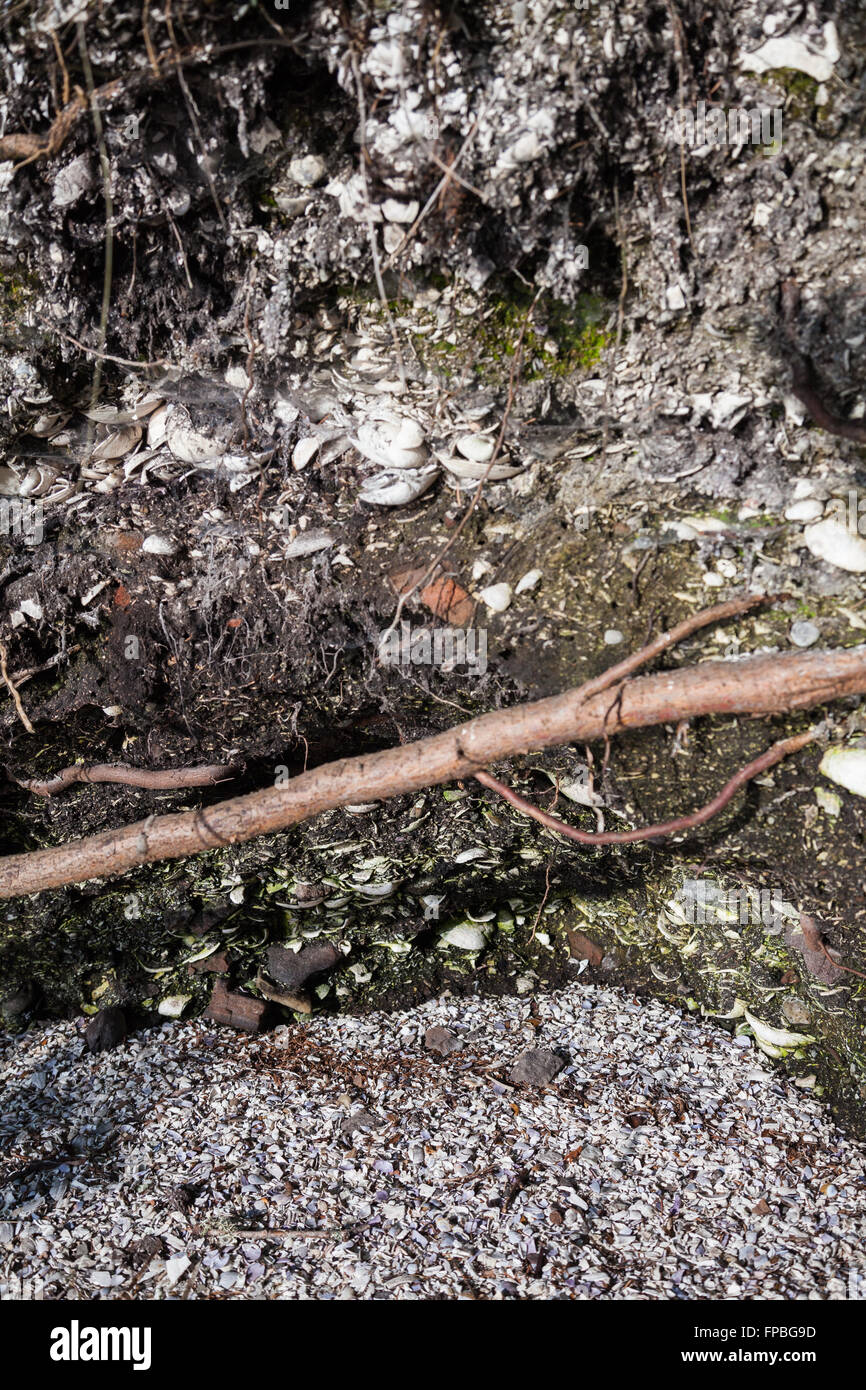 Shell Midden, creato dall'Penelakut prima nazione su Galiano Island, British Columbia Foto Stock