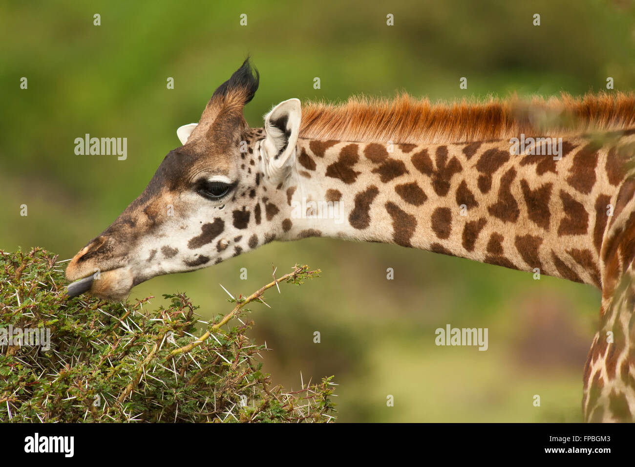 La giraffa a mangiare le foglie di acacia in crescent island Park Foto Stock