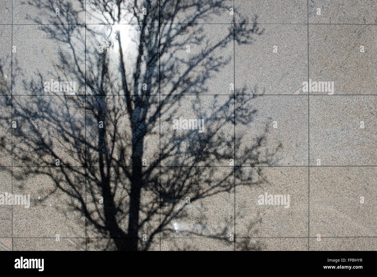 Tree ombra su un muro in Milton Keynes. Buckinghamshire, Inghilterra Foto Stock