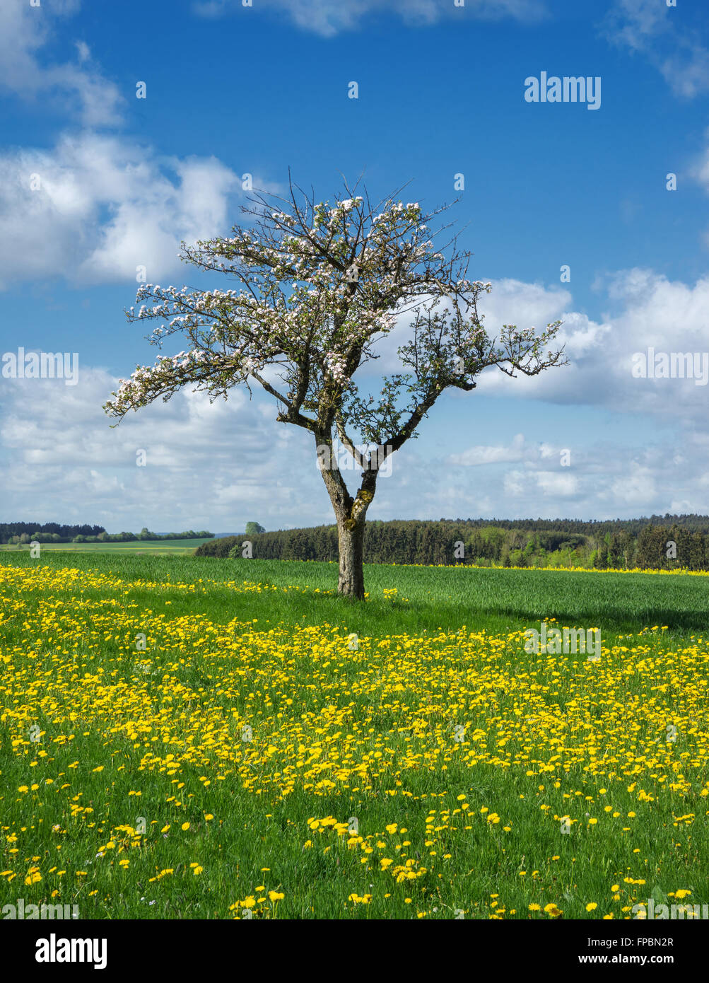 Fioritura di melo in un prato di primavera con numerose giallo di tarassaco nel paesaggio rurale Foto Stock