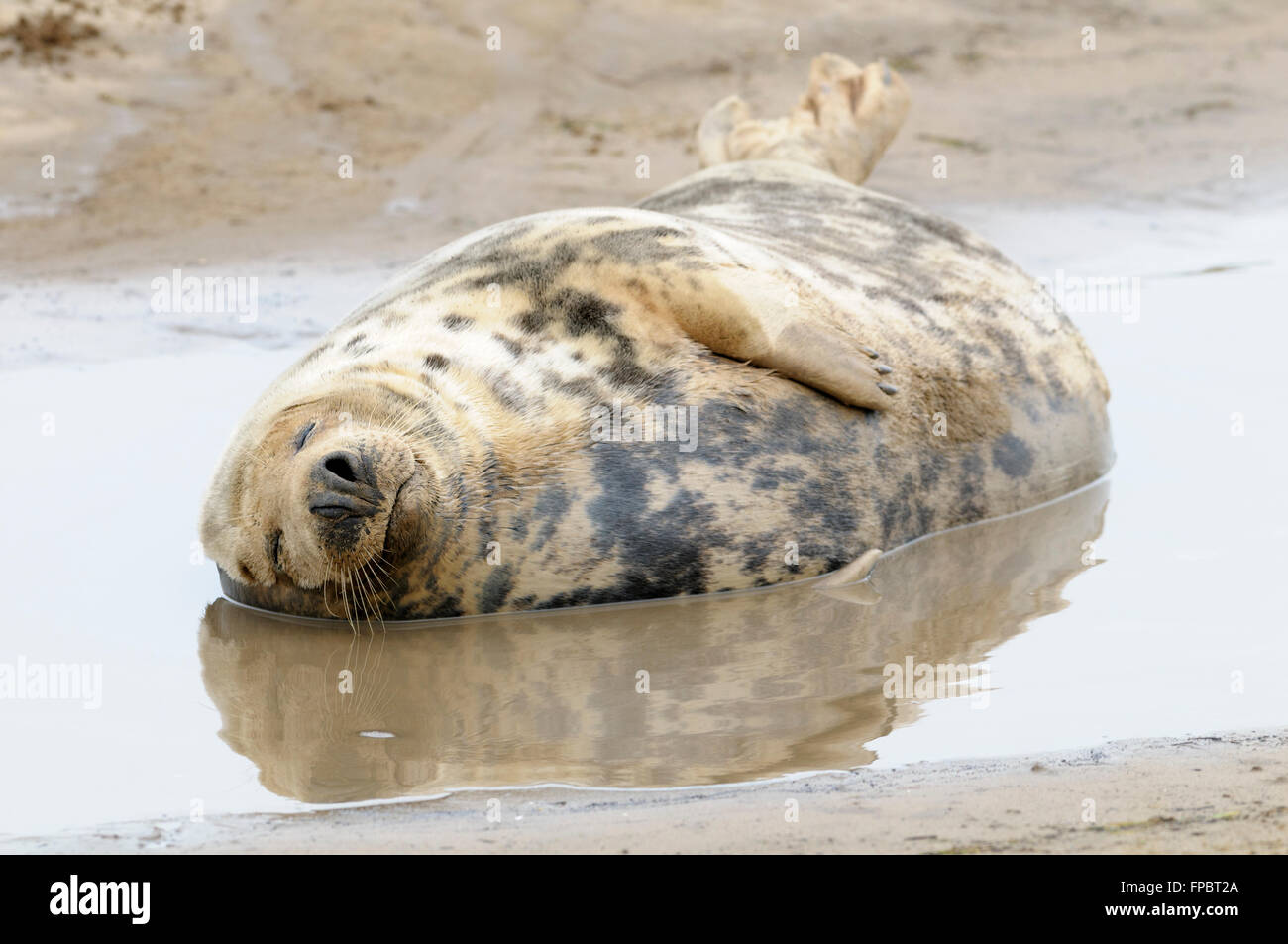 Una guarnizione grigio mucca giace addormentato in una piscina di acqua sulla spiaggia, Donna Nook, Lincolnshire England Regno Unito Foto Stock