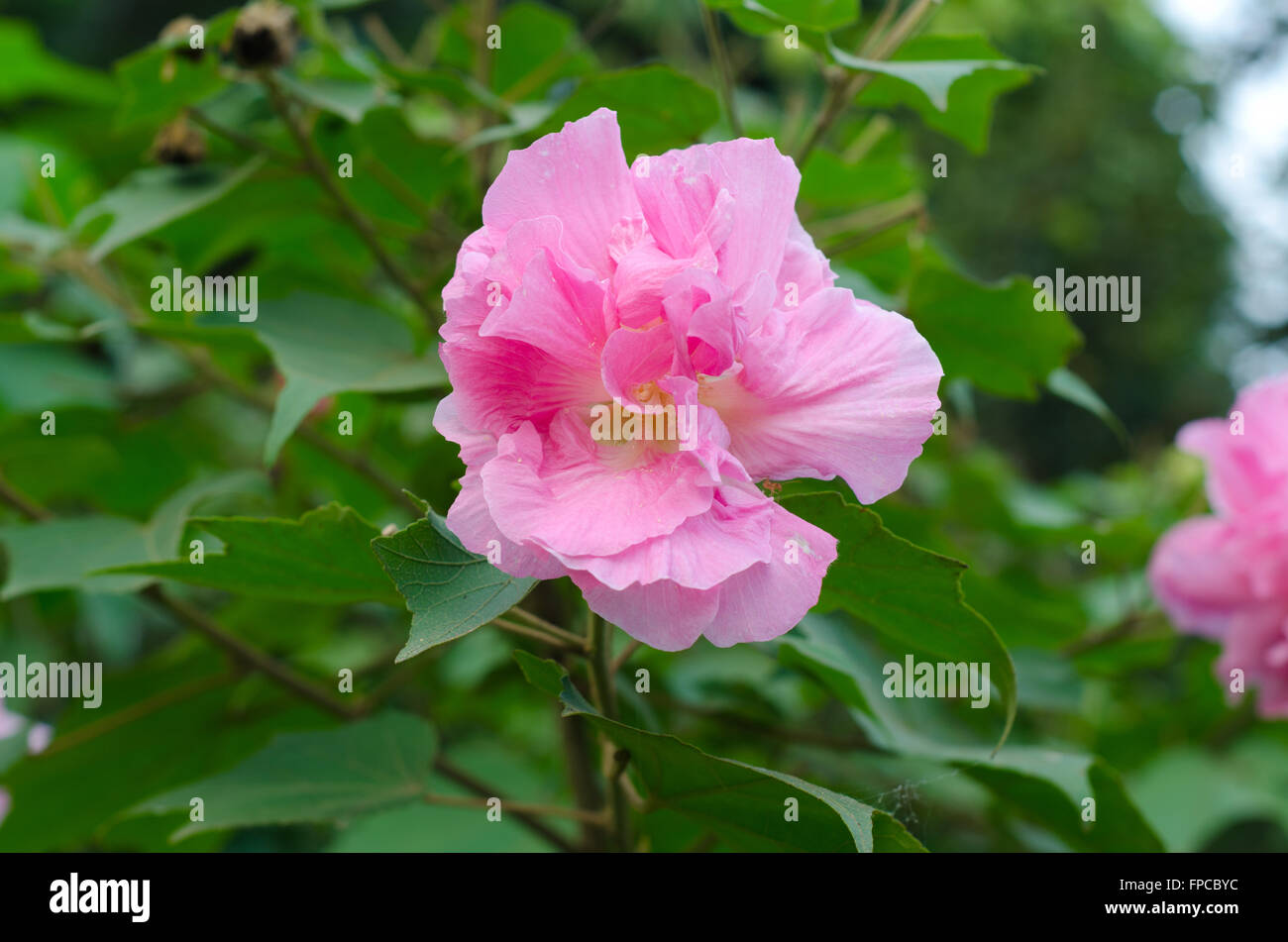 Confederato fiore rosa ( hibiscus mutabilis) Foto Stock