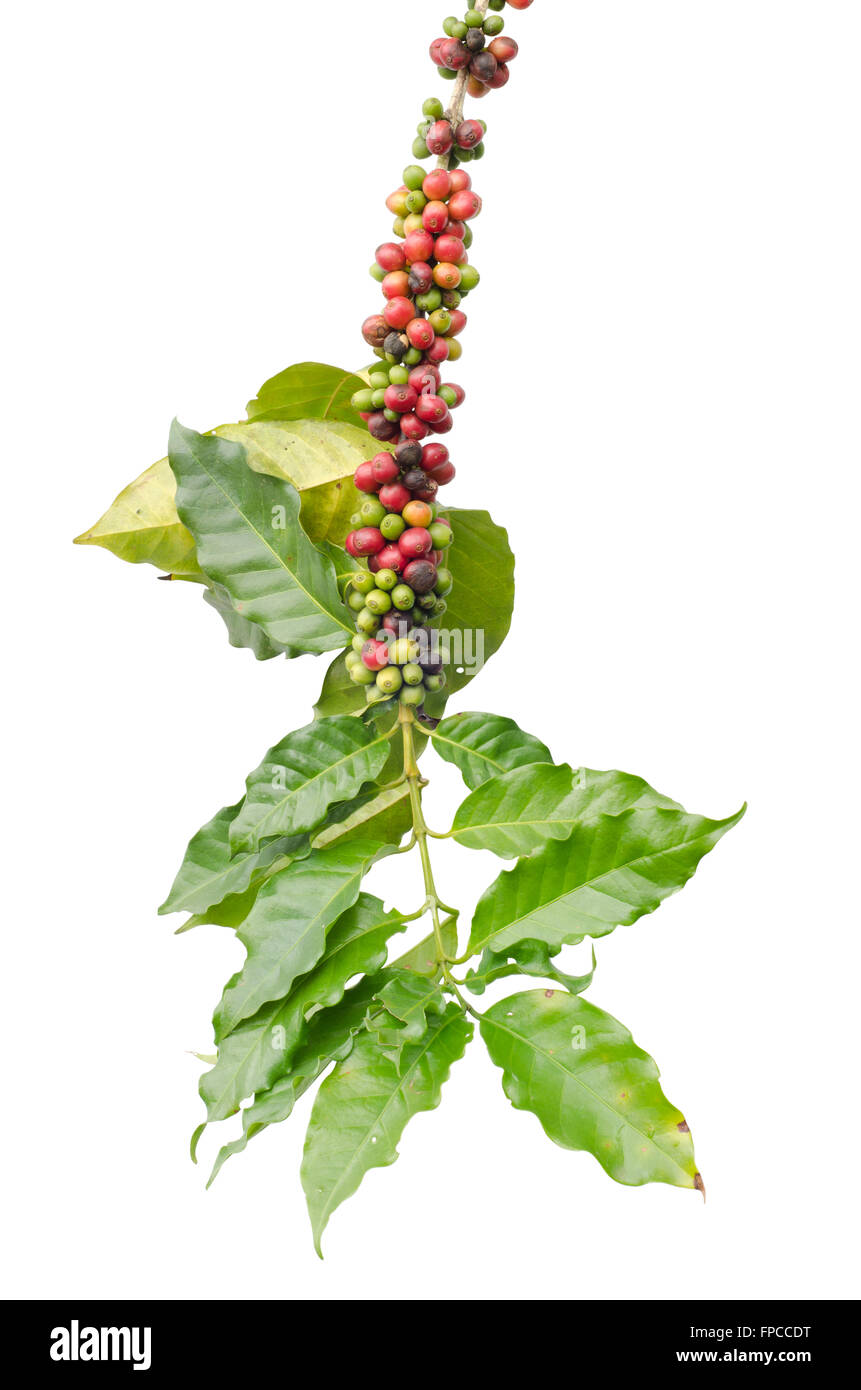 I chicchi di caffè su alberi isolati su sfondo bianco Foto Stock