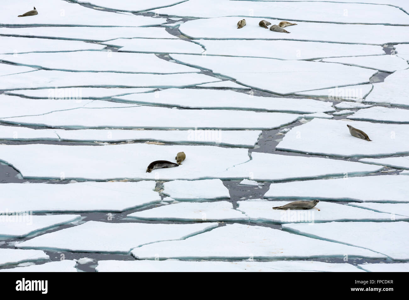 Guarnizioni di tenuta in appoggio sul ghiaccio scorre nella Penisola Antartica, Antartide. Foto Stock