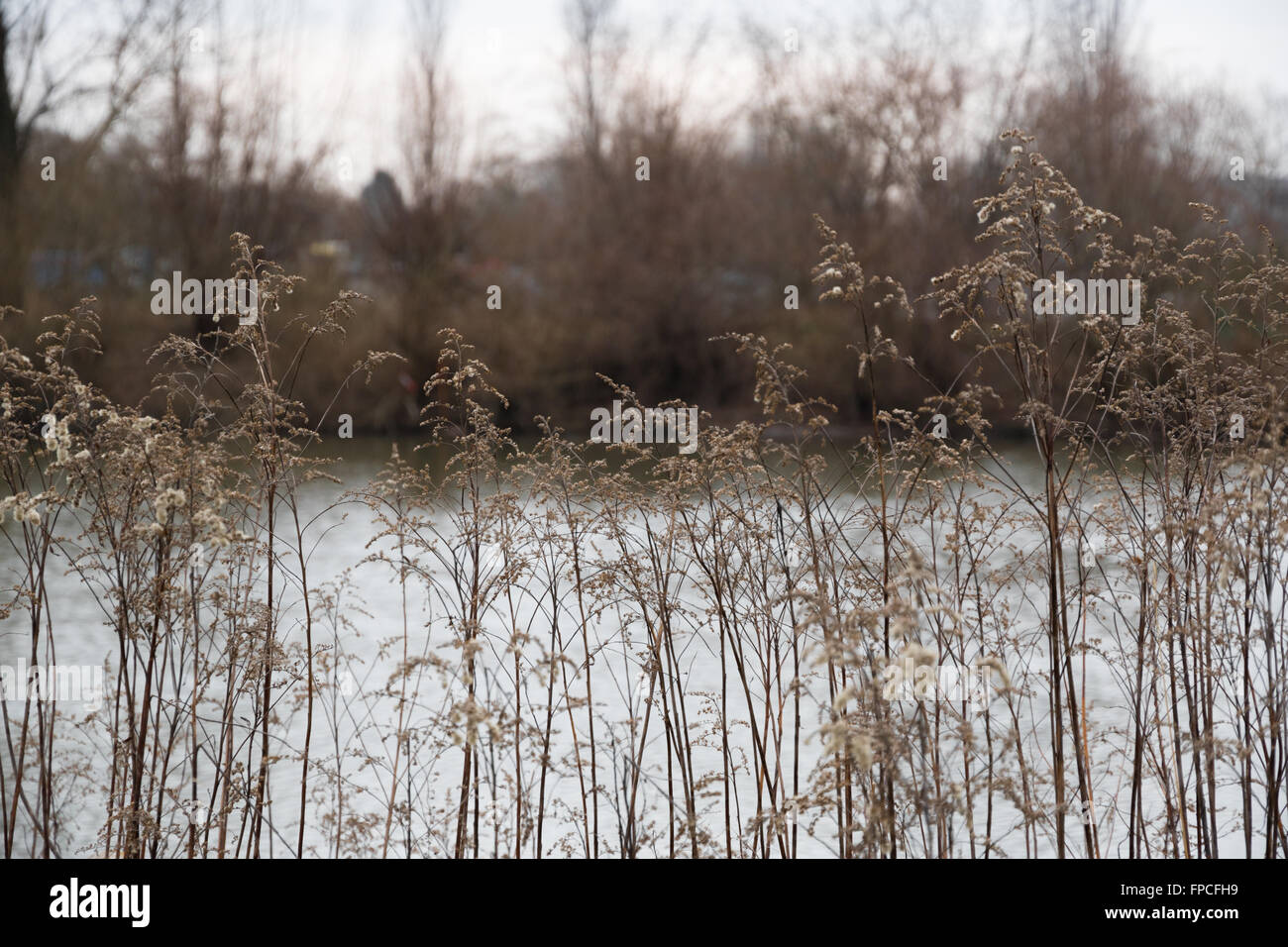 Ance a secco accanto alla riva del fiume in inverno freddo Foto Stock