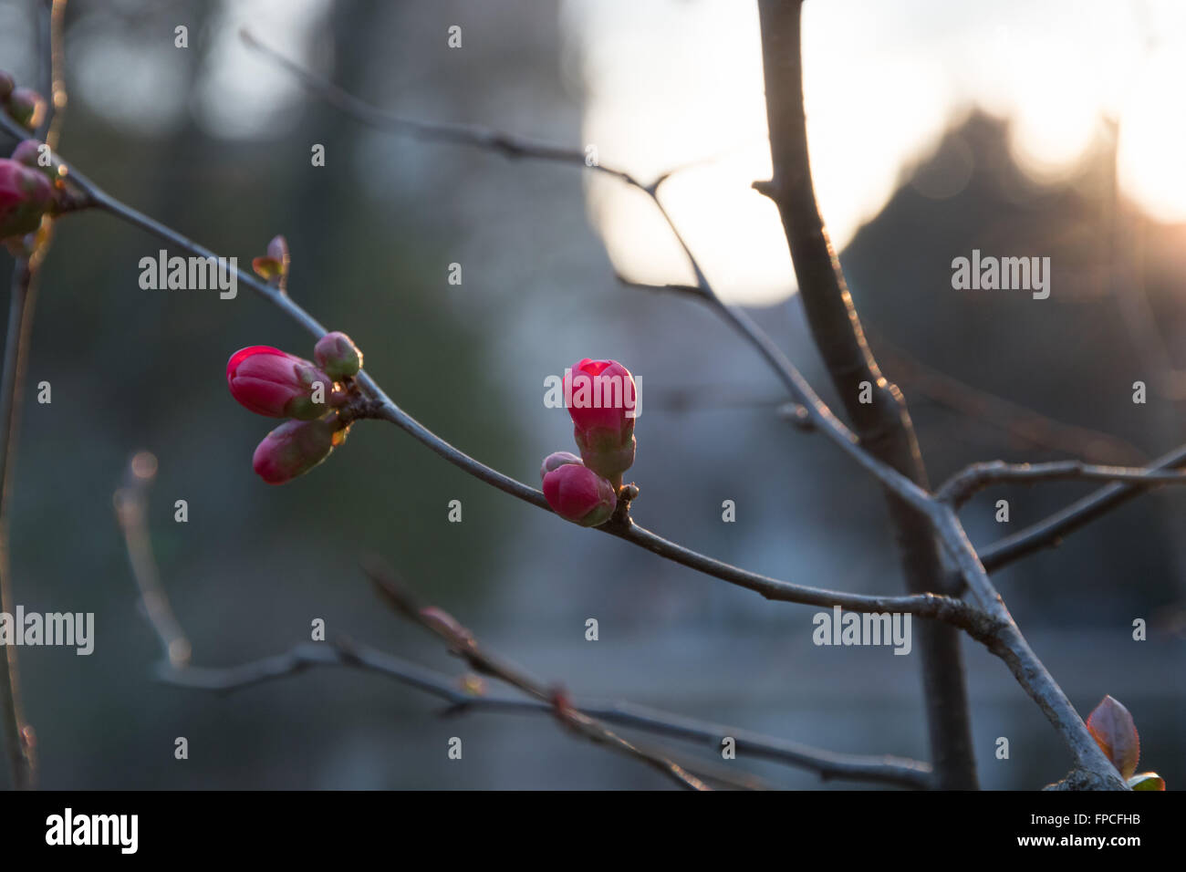 Il ramo di rosa boccioli di fiori in primavera e del tramonto sullo sfondo Foto Stock