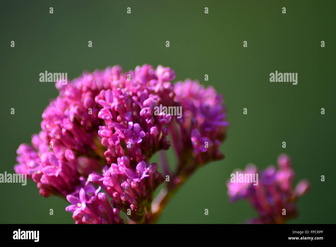Prima di Valeriano fiori nel tardo inverno in Provenza,a sud della Francia Foto Stock