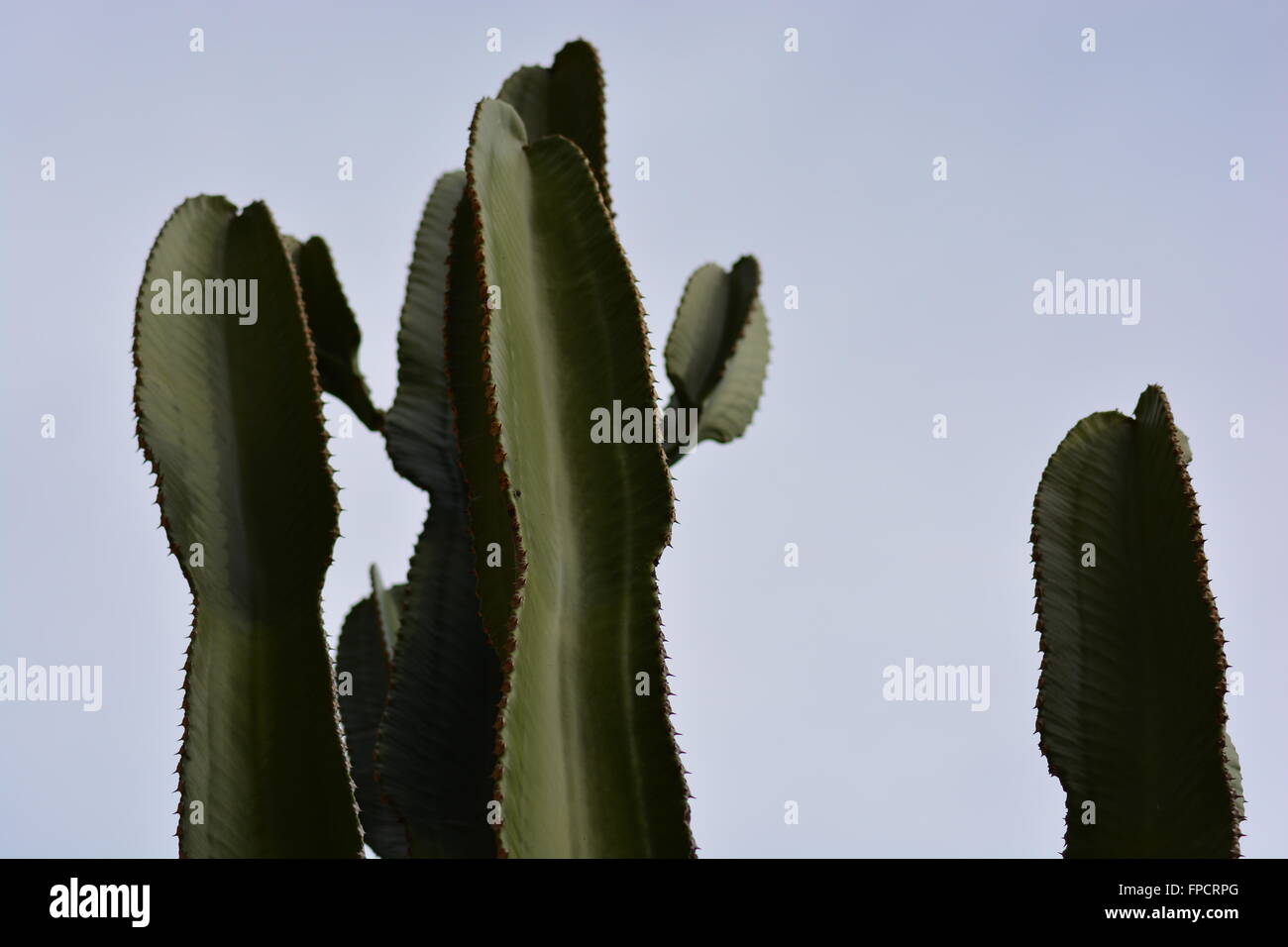 Cactus in un giardino in Italia,clima mediterraneo Foto Stock