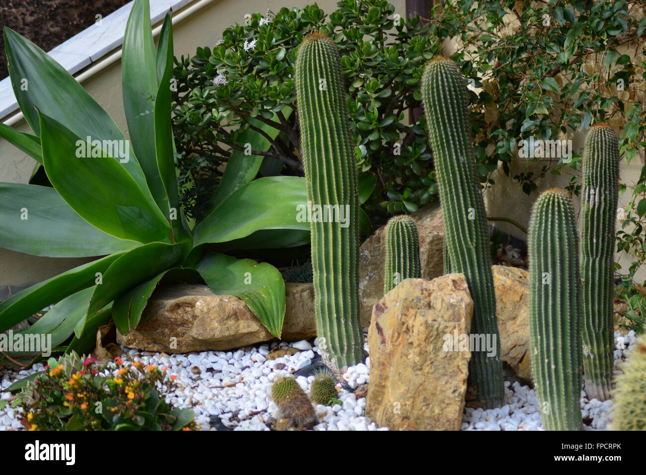 Cactus in un giardino in Italia,clima mediterraneo Foto Stock