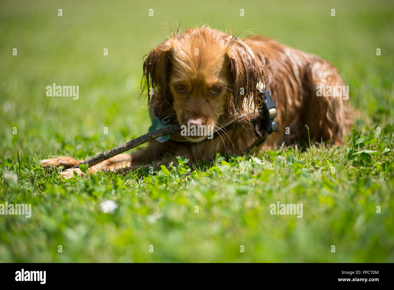 Un wet, marrone spaniel razza mista di roditura cane sul bastone di legno al sole su un prato verde Foto Stock