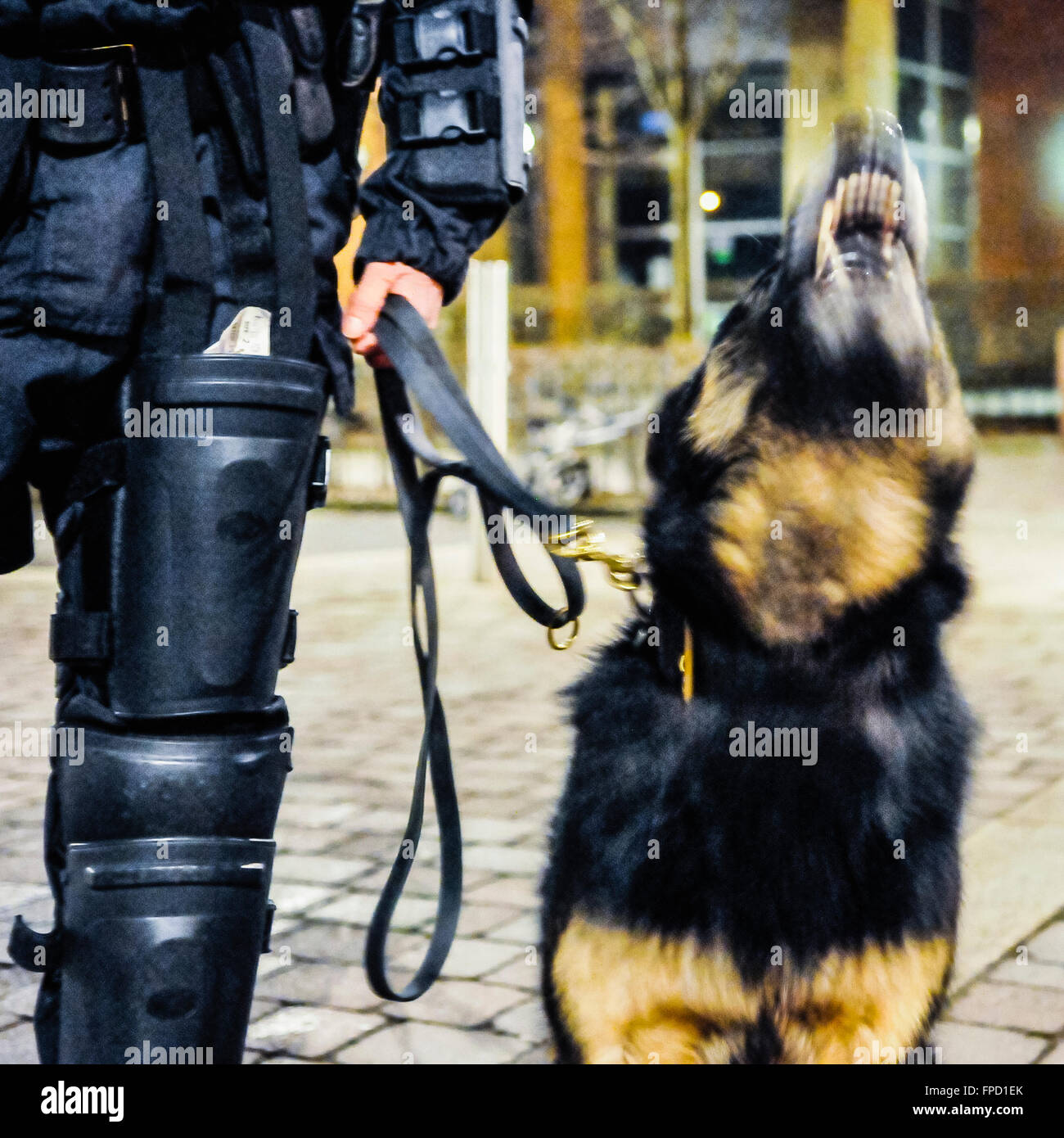 Belfast, Irlanda del Nord. 17 mar 2016 - PSNI crowd control cane 'Scout' lavorando con il suo gestore di notte. Foto Stock