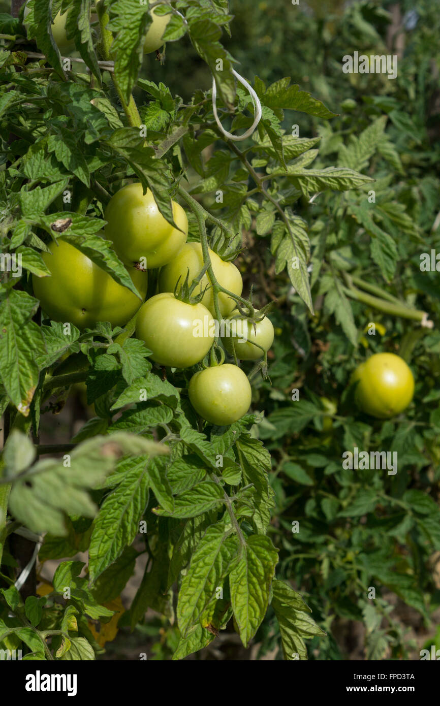 Salutari e freschi pomodori crescere sul campo Foto Stock