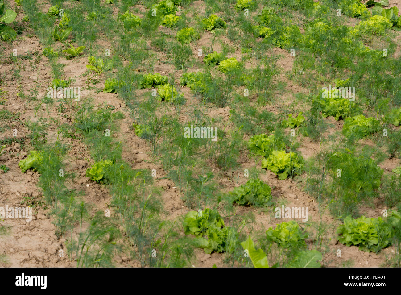 Salutari e freschi carote e insalata crescente sul campo Foto Stock