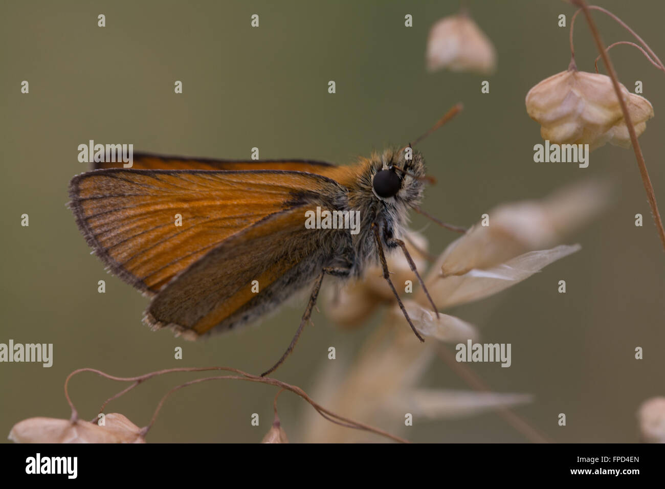 Piccolo skipper farfalla (Thymelicus europeo) su erba in prato Foto Stock