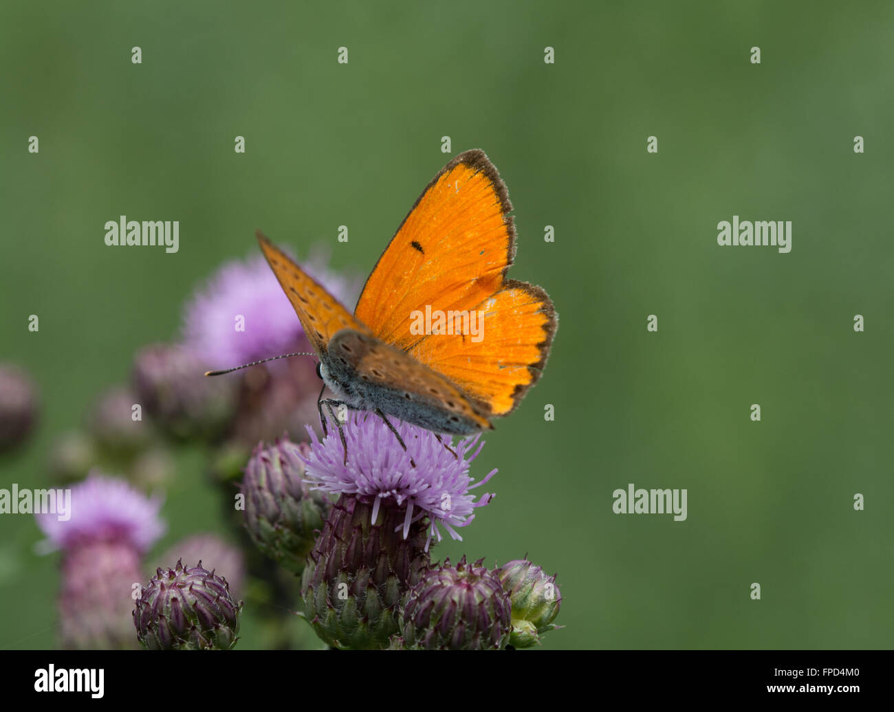 Rame di grandi dimensioni (a farfalla Lycaena dispar) sul fiore in Aggtelek National Park, Ungheria Foto Stock