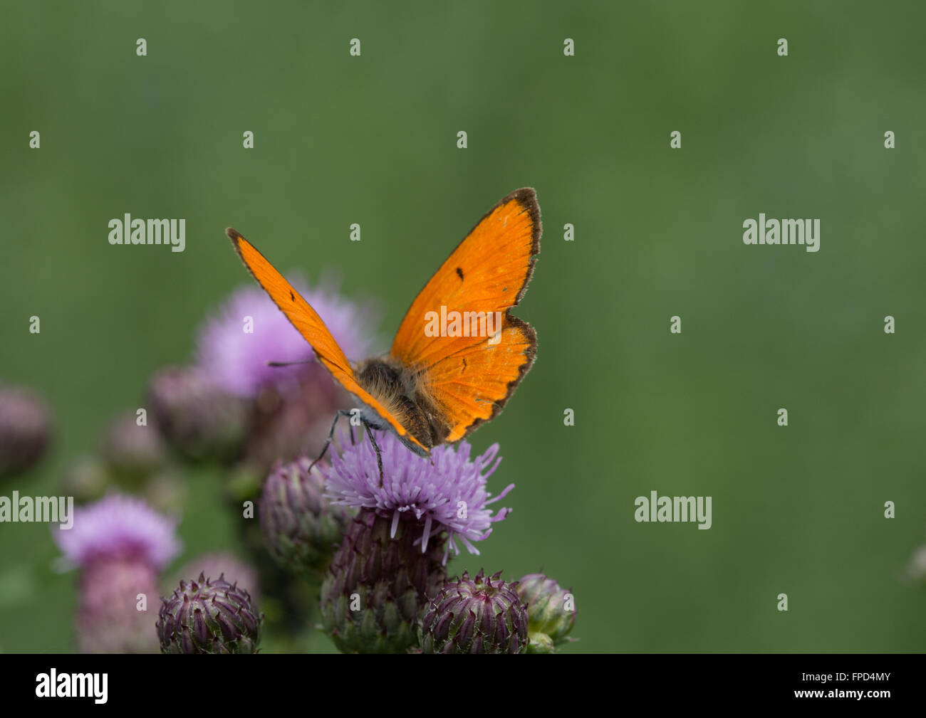 Rame di grandi dimensioni (a farfalla Lycaena dispar) sul fiore in Aggtelek National Park, Ungheria Foto Stock