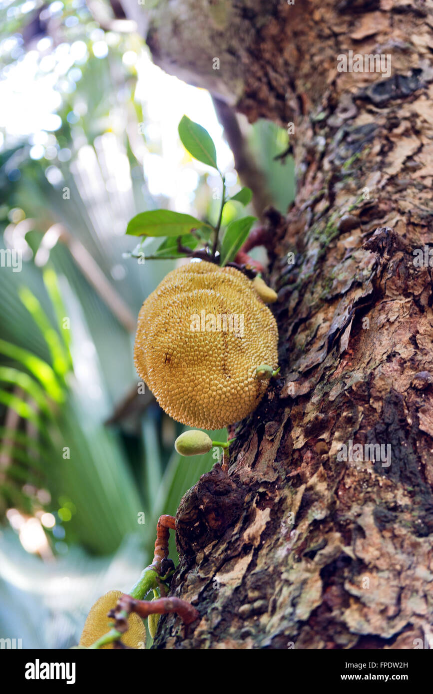 Giallo Fresco Frutta Durian Che Cresce Su Un Albero In Seychelles Spesso Indicato Come Il Re Della Frutta E Un Gustoso Puzzolenti Frutta Con Una Buccia Spinosa Foto Stock Alamy
