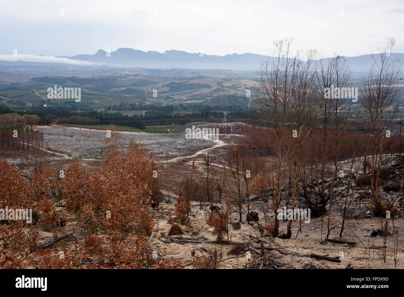 Conseguenze del veld incendio di Elgin Valley, Overberg, Provincia del Capo Occidentale, Sud Africa. Foto Stock