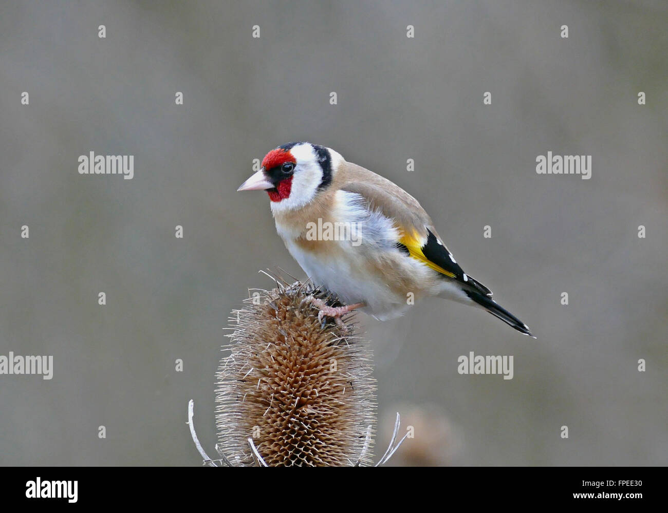 Cardellino alimentare sui semi di una testa Teasel Foto Stock