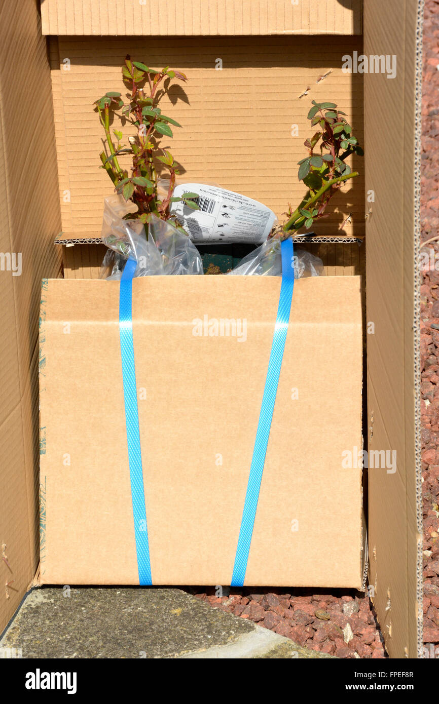 Contenitore per piante di rose ordinate online consegnato in modo sicuro nel fissare la scatola di cartone confezione con le istruzioni per la semina da David Austin Roses Foto Stock