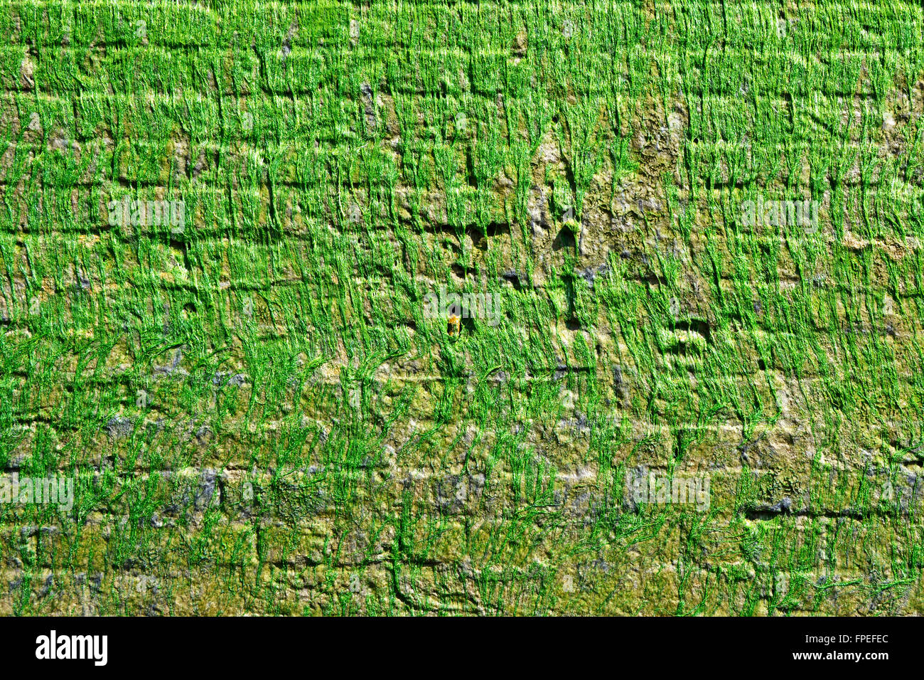 Spesso le alghe ad umido come una melma verde la crescita su un muro di mattoni lungo foreshore del Fiume Tamigi ha rivelato a bassa marea Wapping Est Londra Inghilterra REGNO UNITO Foto Stock