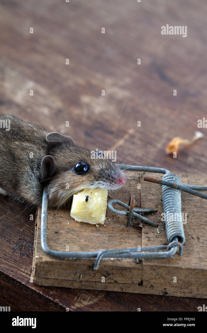 Mouse di legno o di lunga coda di topo di campo (Apodemus sylvaticus). Catturati, humaely ucciso in una trappola a molla. Può essere una peste in greenhou Foto Stock