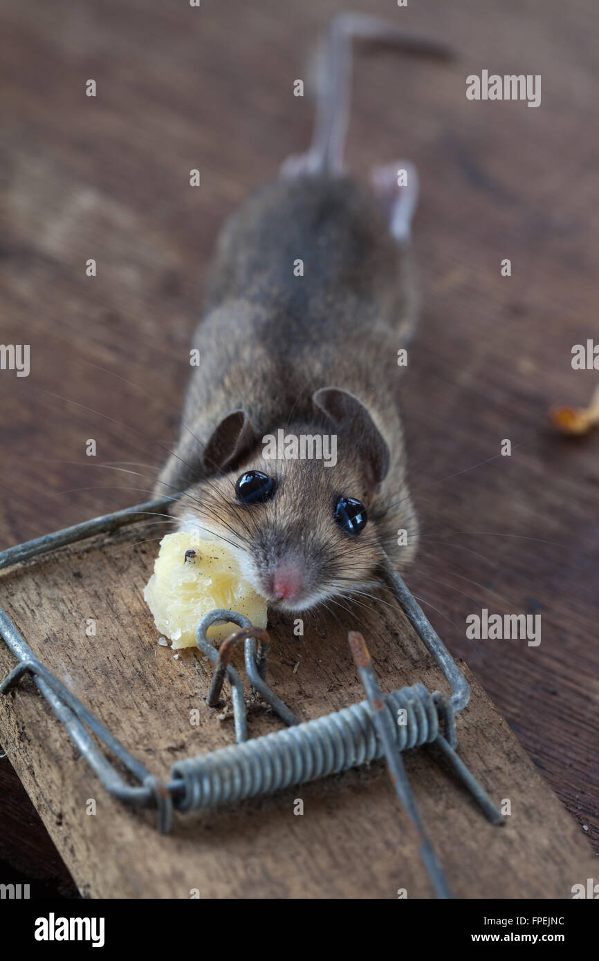 Mouse di legno o di lunga coda di topo di campo (Apodemus sylvaticus). Catturati, humaely ucciso in una trappola a molla. Può essere una peste in greenhou Foto Stock