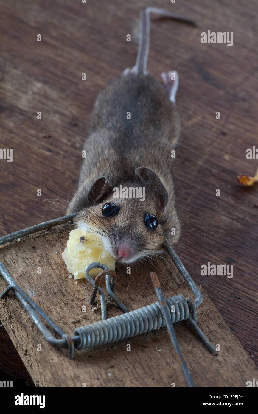 Mouse di legno o di lunga coda di topo di campo (Apodemus sylvaticus). Catturati, humaely ucciso in una trappola a molla. Può essere una peste in greenhou Foto Stock