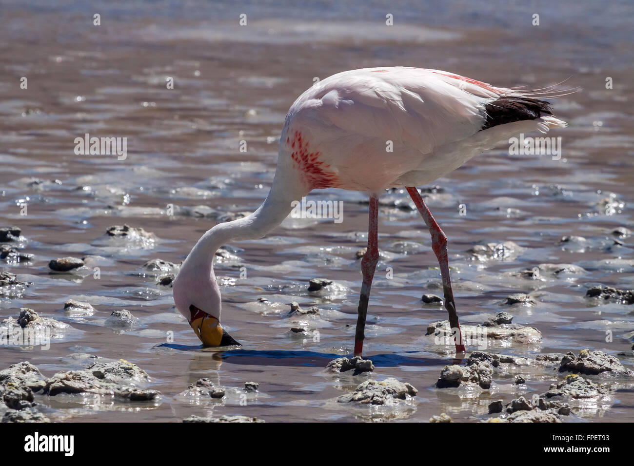 James's Flamingo (Phoenicopterus jamesi). Foto Stock