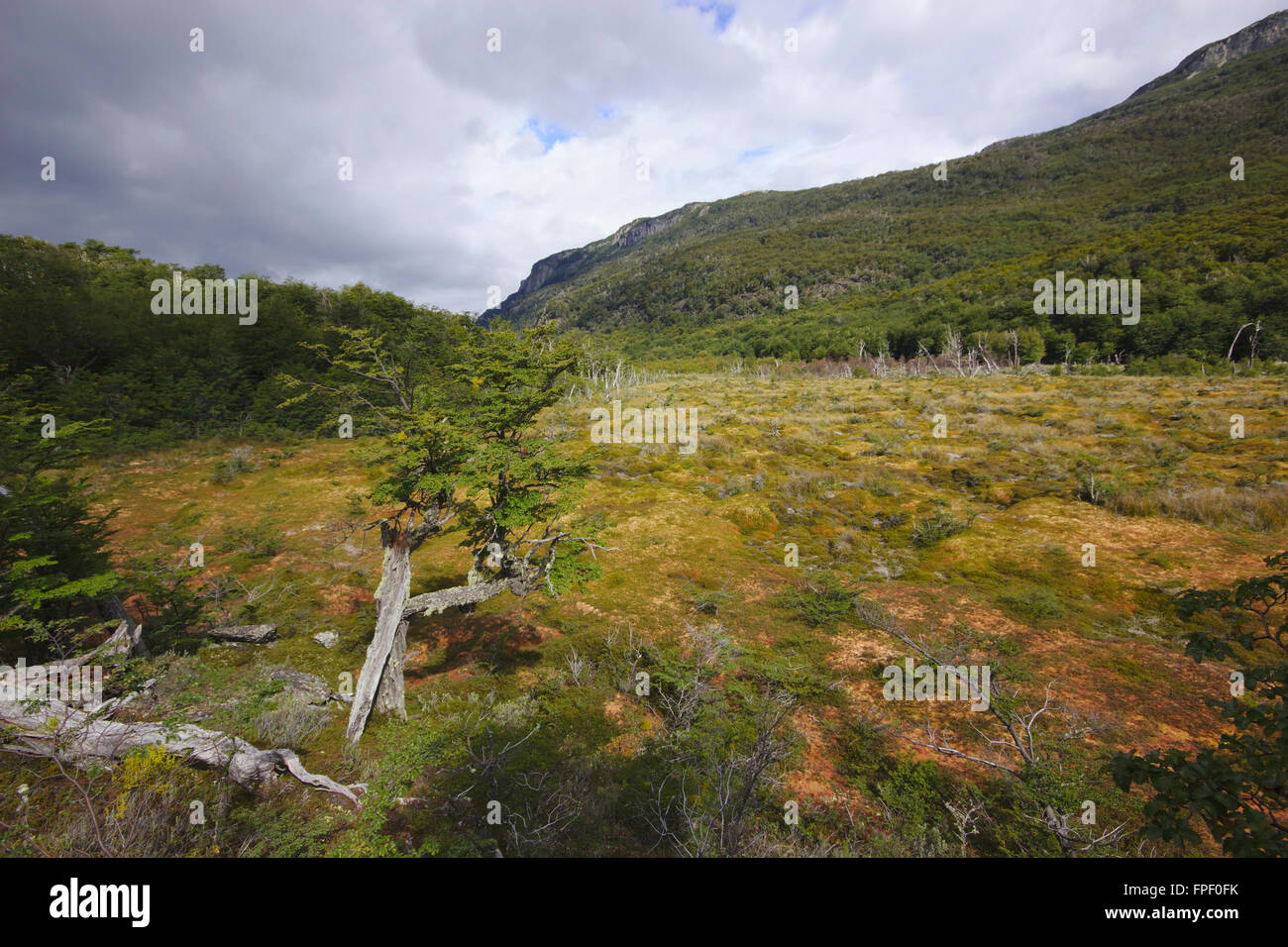 Torbiera in Tierra del Fuego National Park, Argentinia Foto Stock