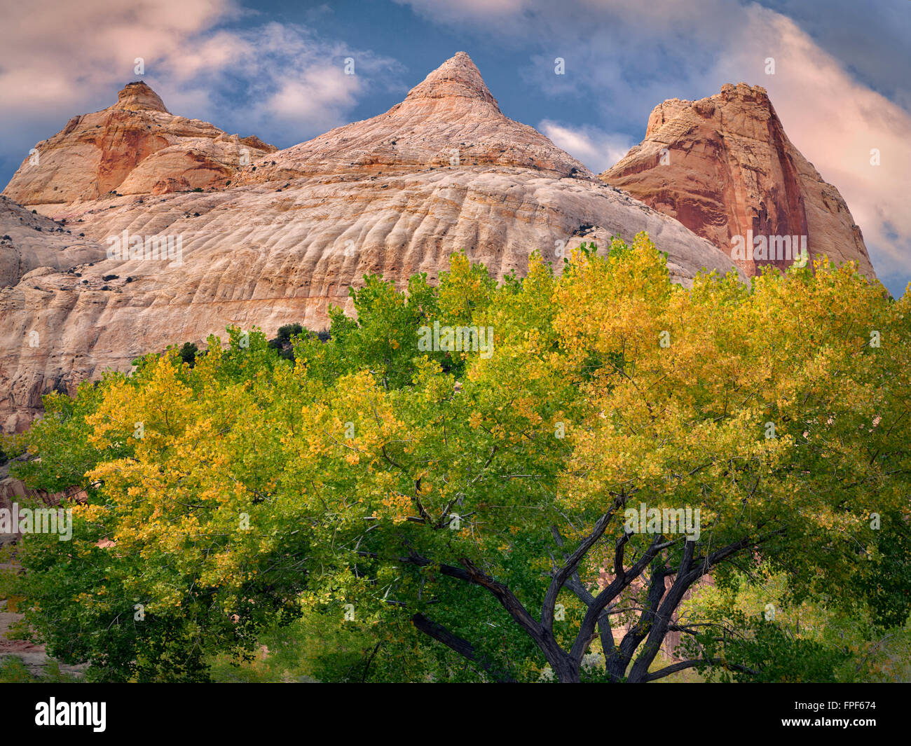 Pioppi neri americani di albero in autunno a colori con parete scanalata formazione rocciosa. Parco nazionale di Capitol Reef, Utah Foto Stock